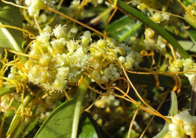 Cuscuta Chinensis 41 Extract (Seed) − Uses, Benefits, Side Effects